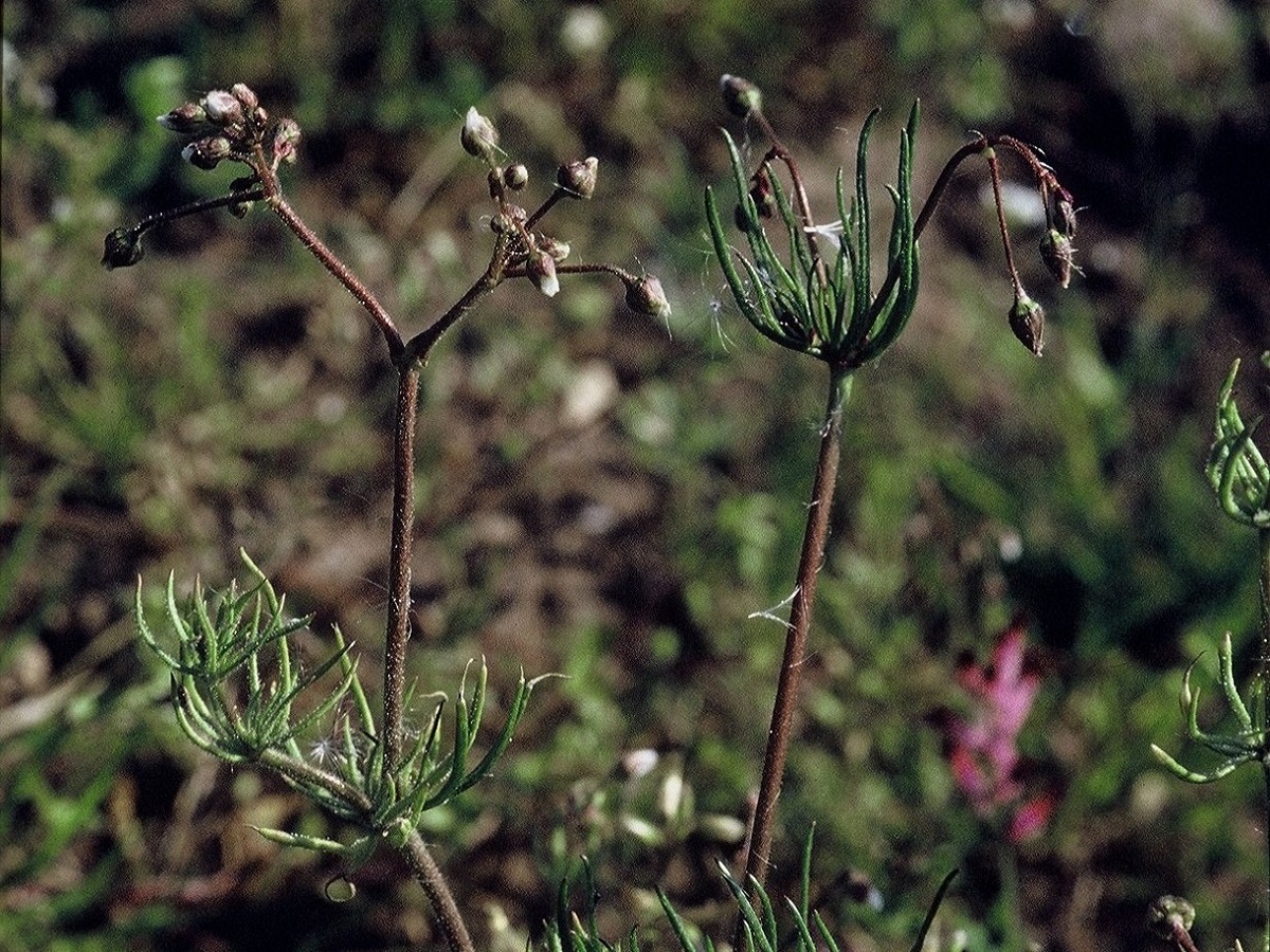 Spergula arvensis (Caryophyllaceae)